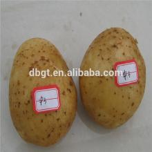 wholesale potatoes/potato cold storage