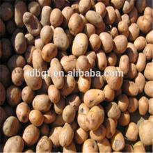 Round Fresh Holland Potato !!!!