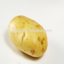 Delicious and nutritious potatoes in the northewest of China