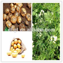 Healthy and nutritious potatoes,fresh potato in the northwest of China