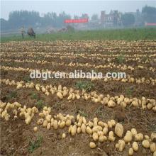 holland seed potato for sale