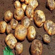 2014 new crop best-selling fresh potato