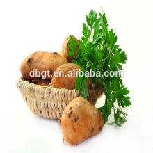 farm product help to health--organic fresh potato rich in various vitamins
