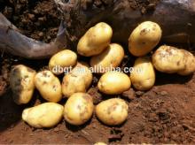 Specifications complete organic potatoes in northwest China s exports,fresh potato