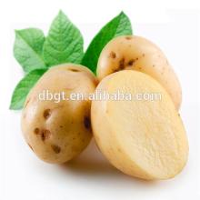 high quality  seed  potato for plant
