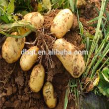 potato cold storage/frozen potato with low price