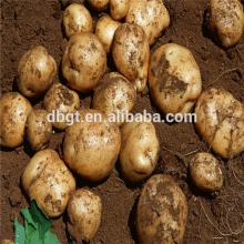 2014 shaanxi new crop fresh potato in bag pack