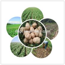 china native holland potato for sale
