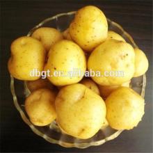 fresh russet potato free from pesticide for hotsale