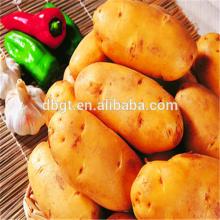 2014 new crop potato/fresh mature holland potato
