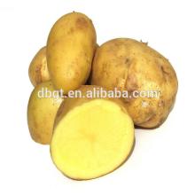 2014 new crop seed potato on hot sale