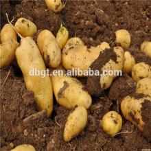 new crop fresh potato packing 20 kg mesh bag