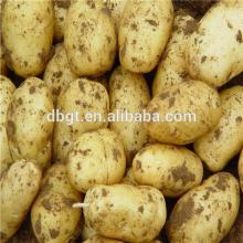 Wholesale Fresh Holland Potato Price Per Ton
