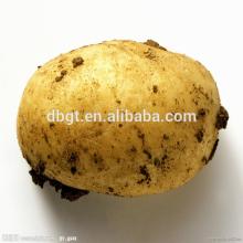 Organi Cultivation Type and Potato Type Potatoes