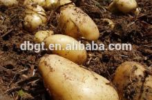 types of potatoes/new type potato product