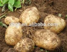 irish potatoes for sale/professonal potato factory