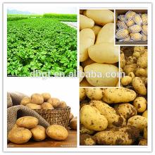 big fresh vegetable supplier/export potato to India and Dubai