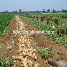 price of fresh holland potato is low/popular holland potato bulk
