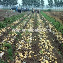 chinese potato/china native potato export