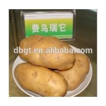 china high quality  Holland   Seed  Potato for  sale 