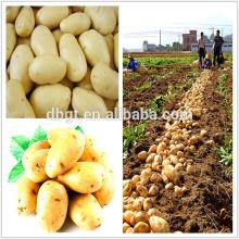 new crop large russet and yellow potato export