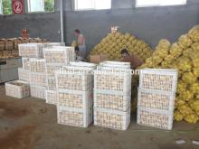 china fresh potato for sale/fresh potato packing mesh bag