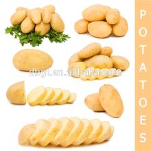  types  of  potatoes  are variety/all kinds of potato type