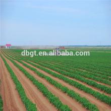 import   vegetable -fresh holland potato with high quality and low price