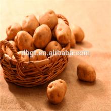competitive holland seed potato price/cheap seed potato