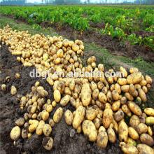 new crop fresh potato popular in vegetable market