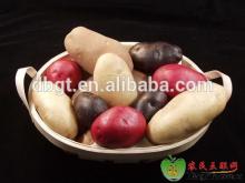fresh potato/fresh potato factory/fresh potato plant base