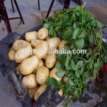 various fresh vegetable-china fresh potato export to foreign vegetable market