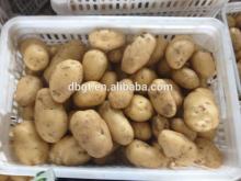2014  GUOTAI   fresh potato for export goods