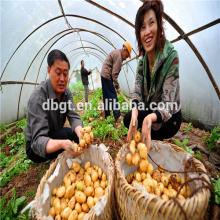 high quality , fresh potato ,Holland Potato !!!