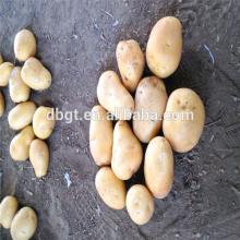 china new fresh table potato on hot sale