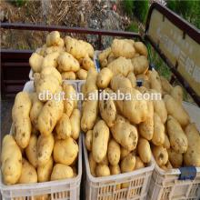  GUOTAI  cheap potato,non-pollution , Holland Potato !!!