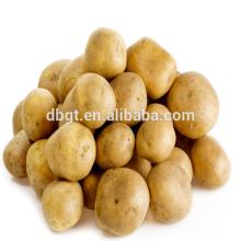 High starch content of fresh potatoes