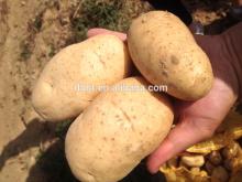 2014 new holland potato seed in the market
