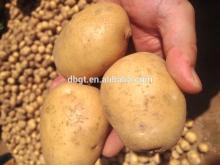  table  potato for export/small potato at competitive  price 