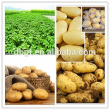 2014 High quality fresh potato mode in north of China