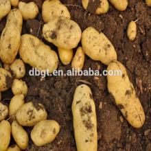 Selling new fresh potatoes. From China in northern shaanxi