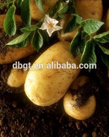 Unique high quality potatoes exporters in the northwest of China