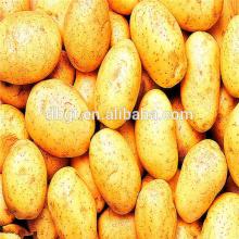 Healthy vegetables new fresh russet potato, enjoy life
