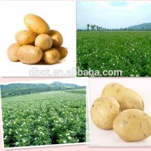 2014 New crop fresh potato with top quality and competitive price
