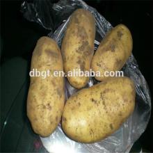 2014 new crop fresh potato importers in dubai