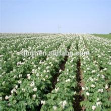 holland seed potato/dutch seed potato available