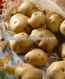 new fresh potatoes