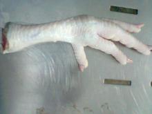 chicken feet plant