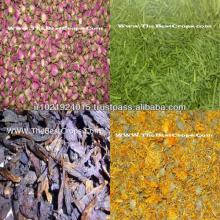 The best supplying herbal tea ingredients,Thebestcrops