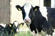 ANHYDROUS MILK FAT (210 KG DRUMS)
